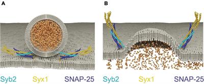 SNARE Regulatory Proteins in Synaptic Vesicle Fusion and Recycling